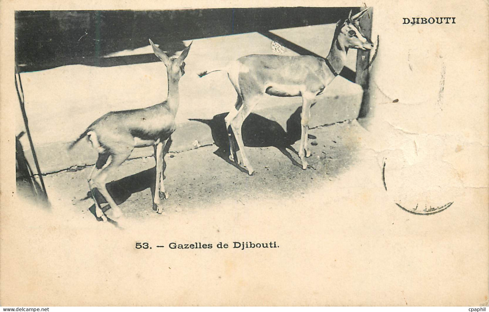 CPA Djibouti Gazelles de Djibouti