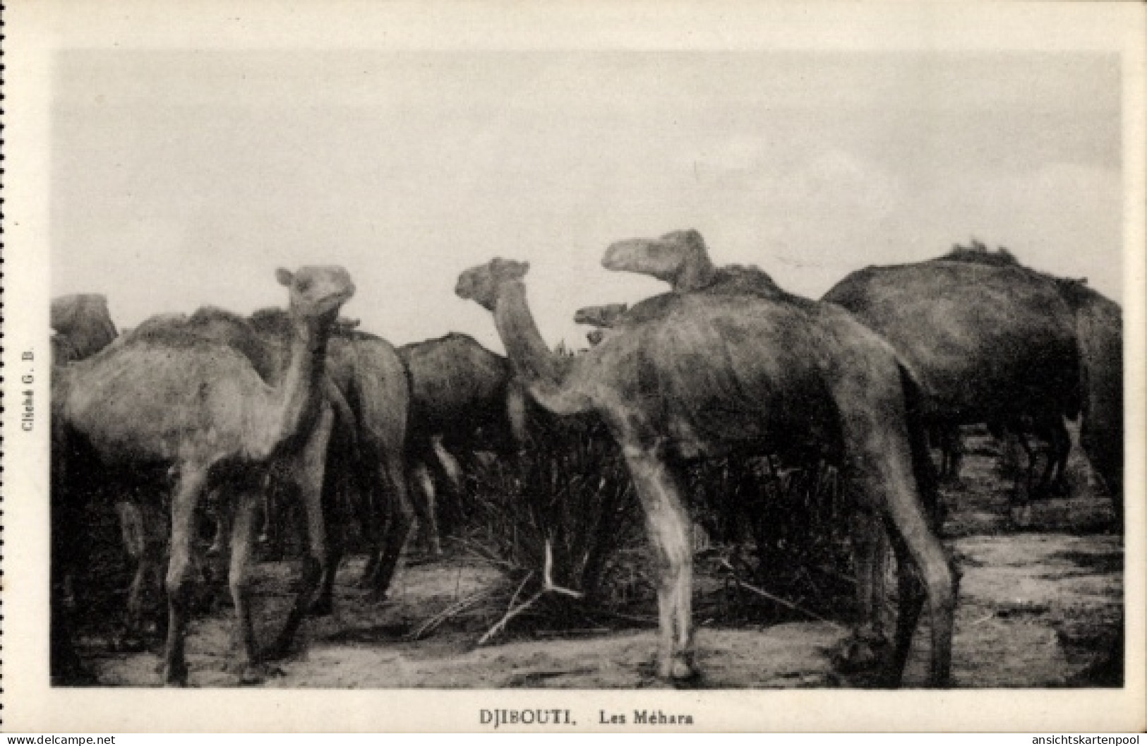 CPA Dschibuti, Kamele