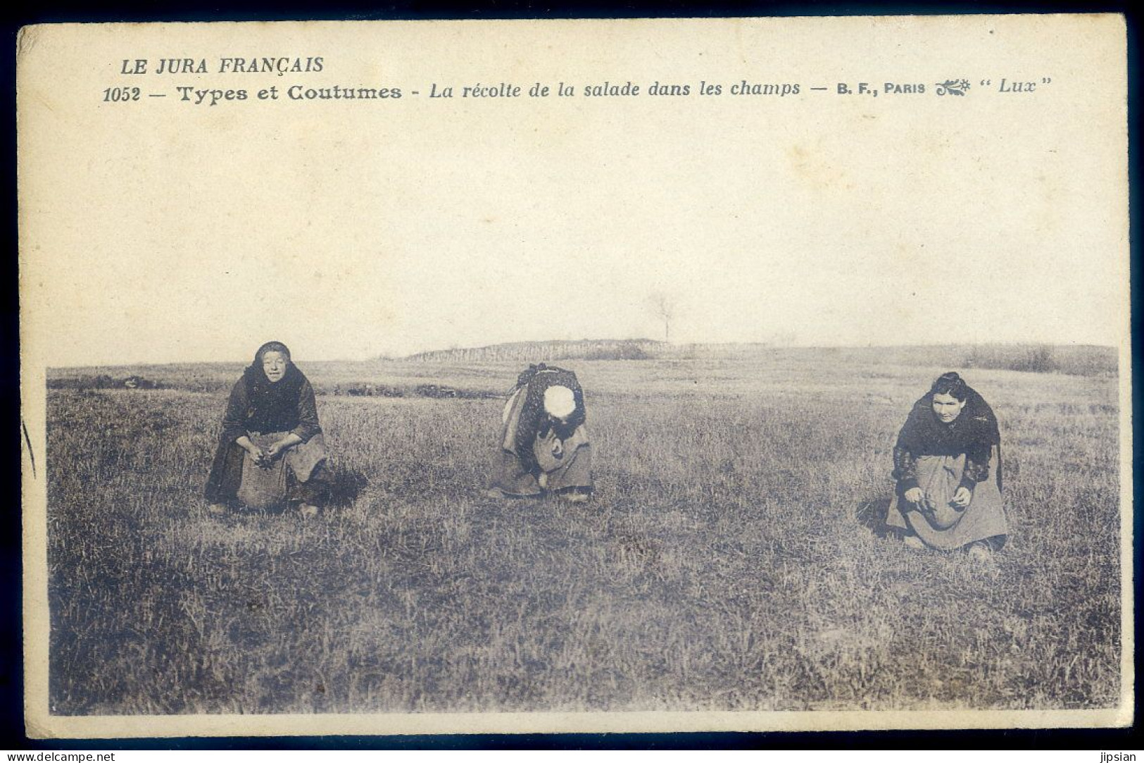 cpa du 39 Jura types et coutumes , la récolte de la salade dans les champs     JU25-116