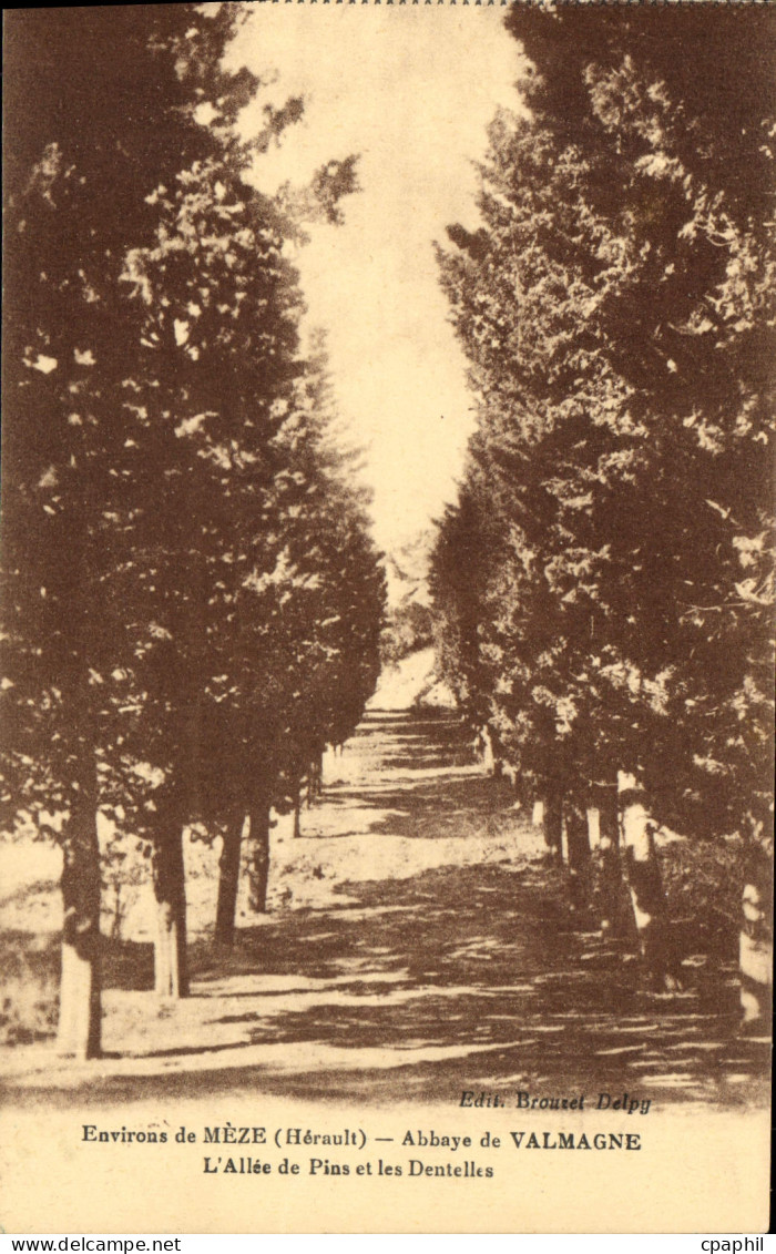 CPA Environs de Meze Herault Abbaye de Valmagne L'Allee de Pins et les Dentelles