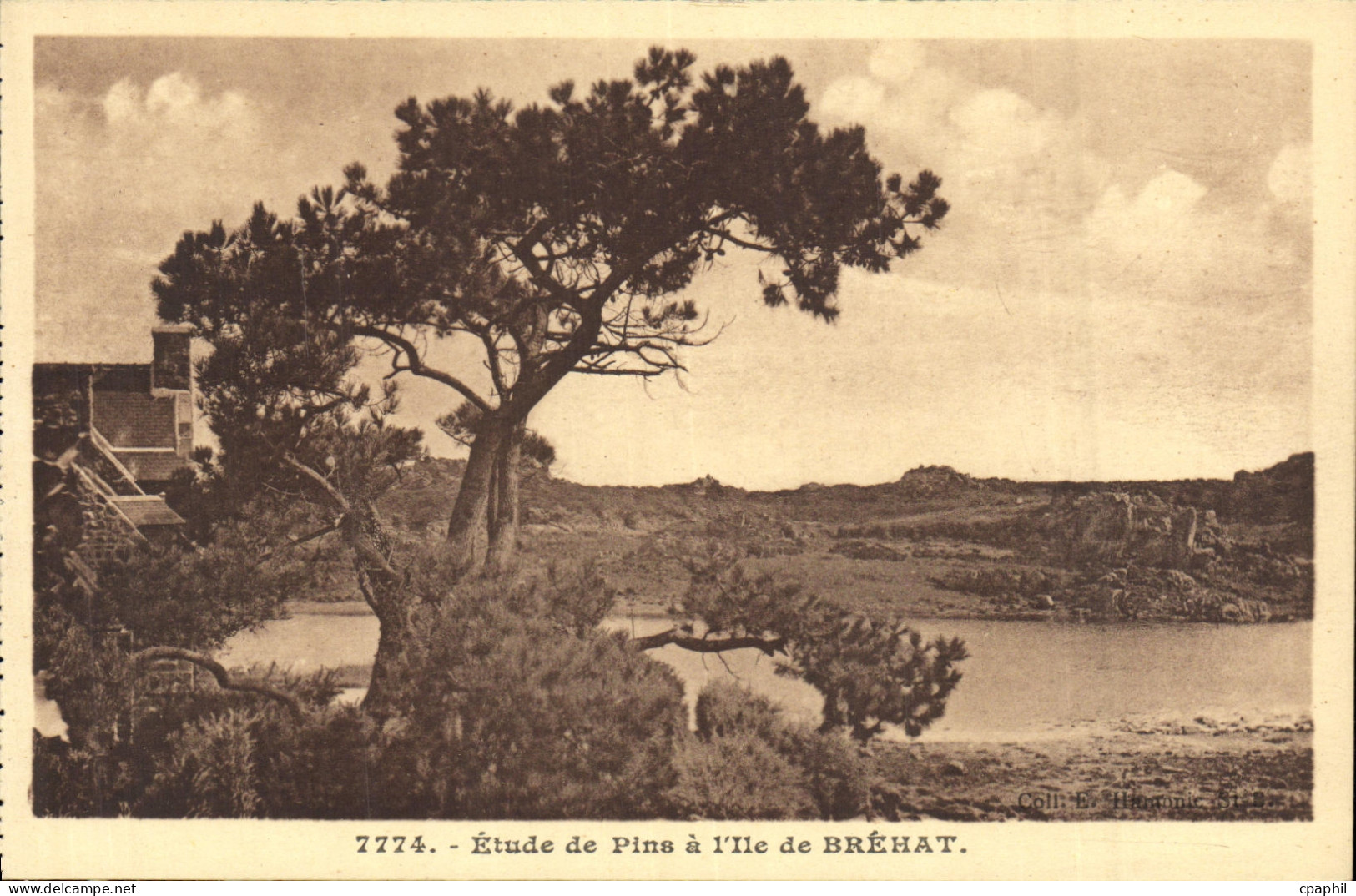 CPA Etude de Pins a l Ile de Brehat