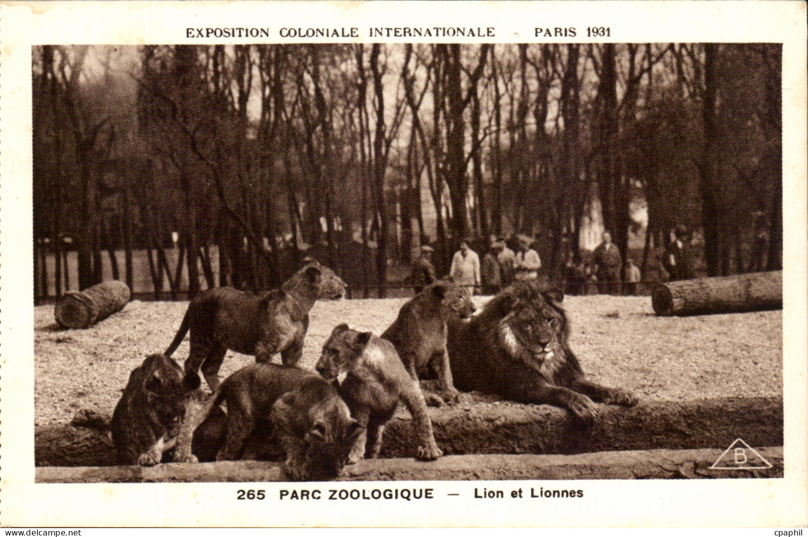 CPA Expostion Coloniale Internationale Paris 1931 Parc Zoologique Lion et lionnes