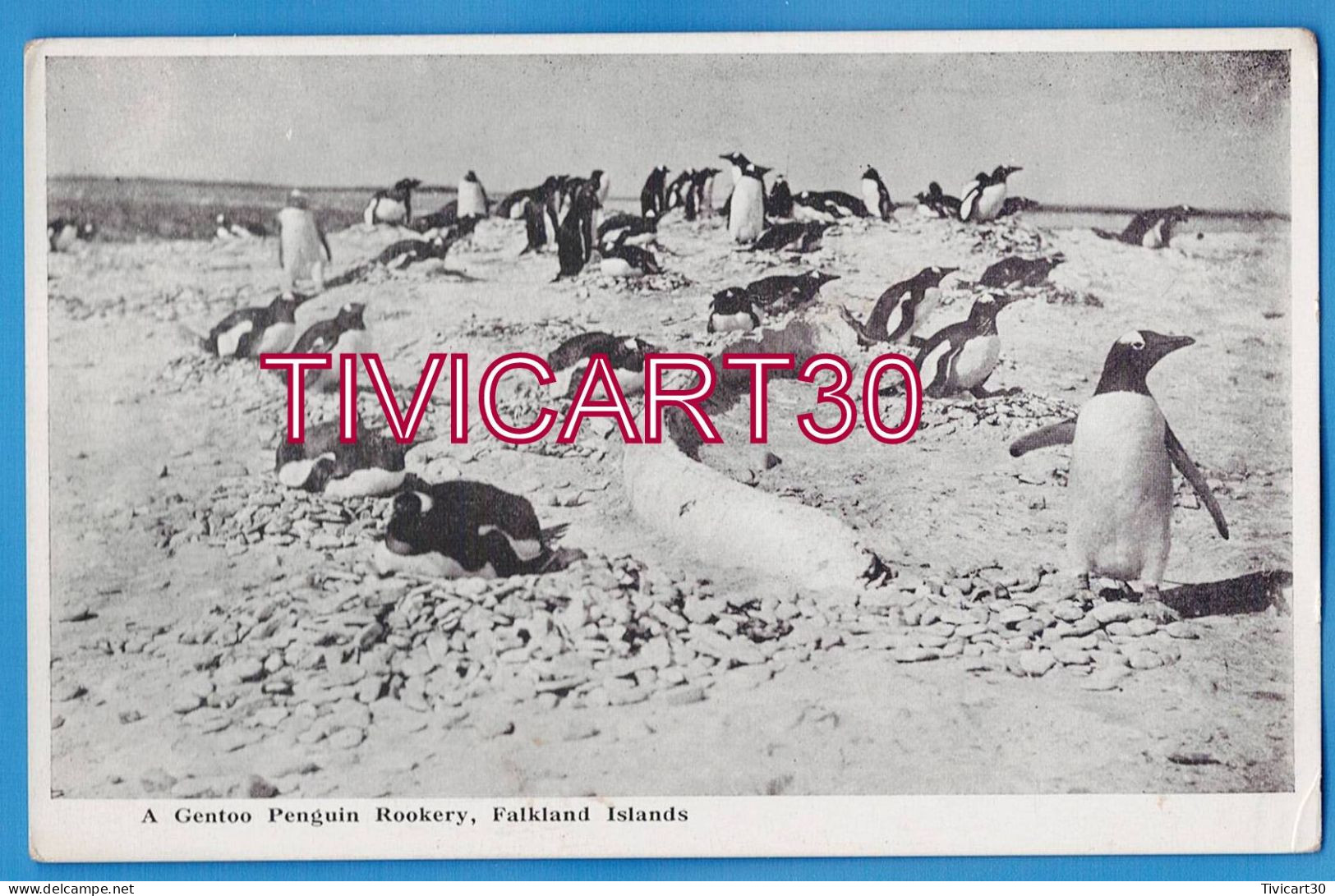 CPA FALKLAND - A GENTOO PENGUIN ROOKERY, FALKLAND ISLANDS - UNE COLONIE DE MANCHOTS