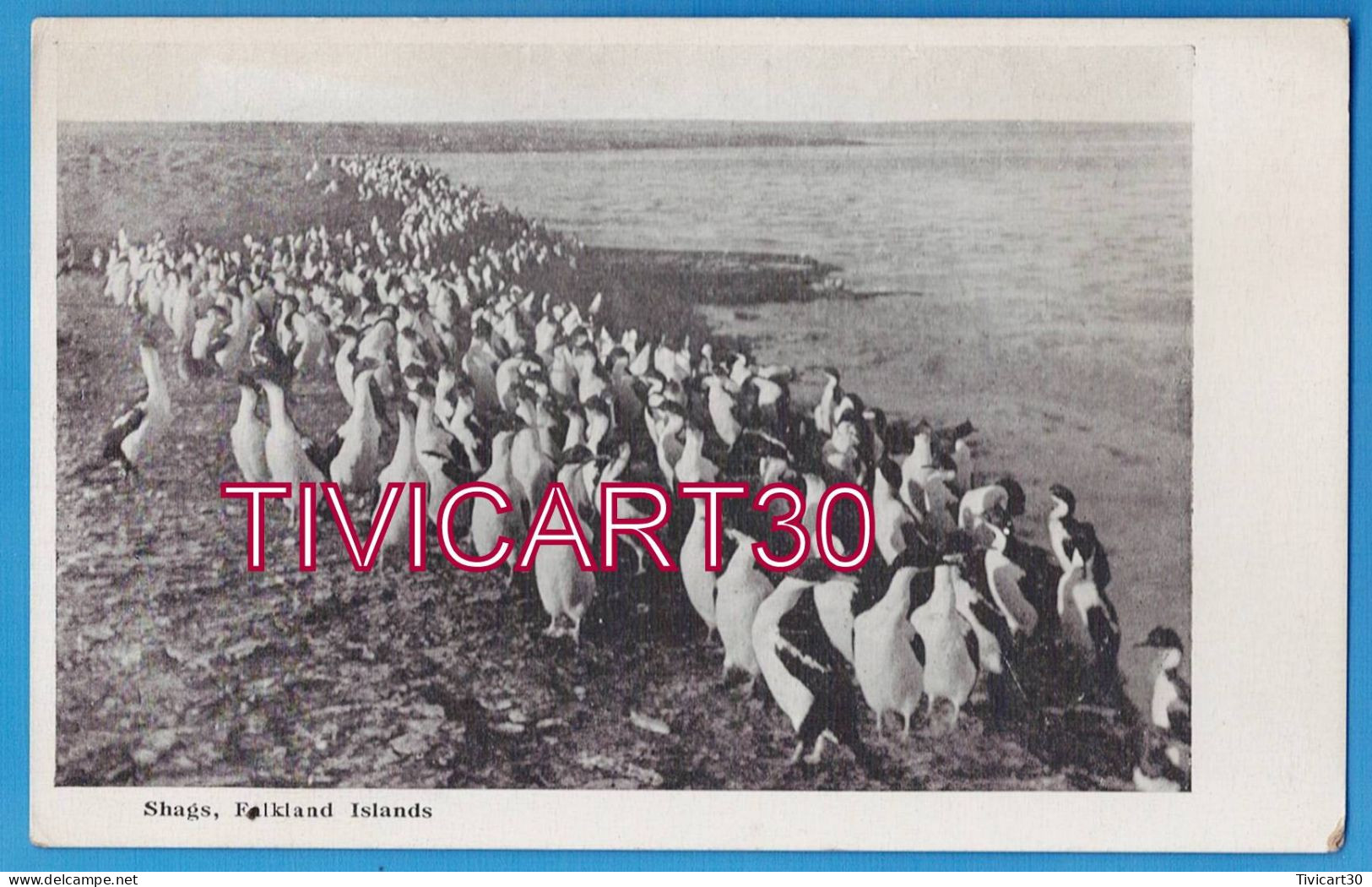 CPA FALKLAND - SHAGS, FALKLAND ISLANDS - CORMORANS HUPPES