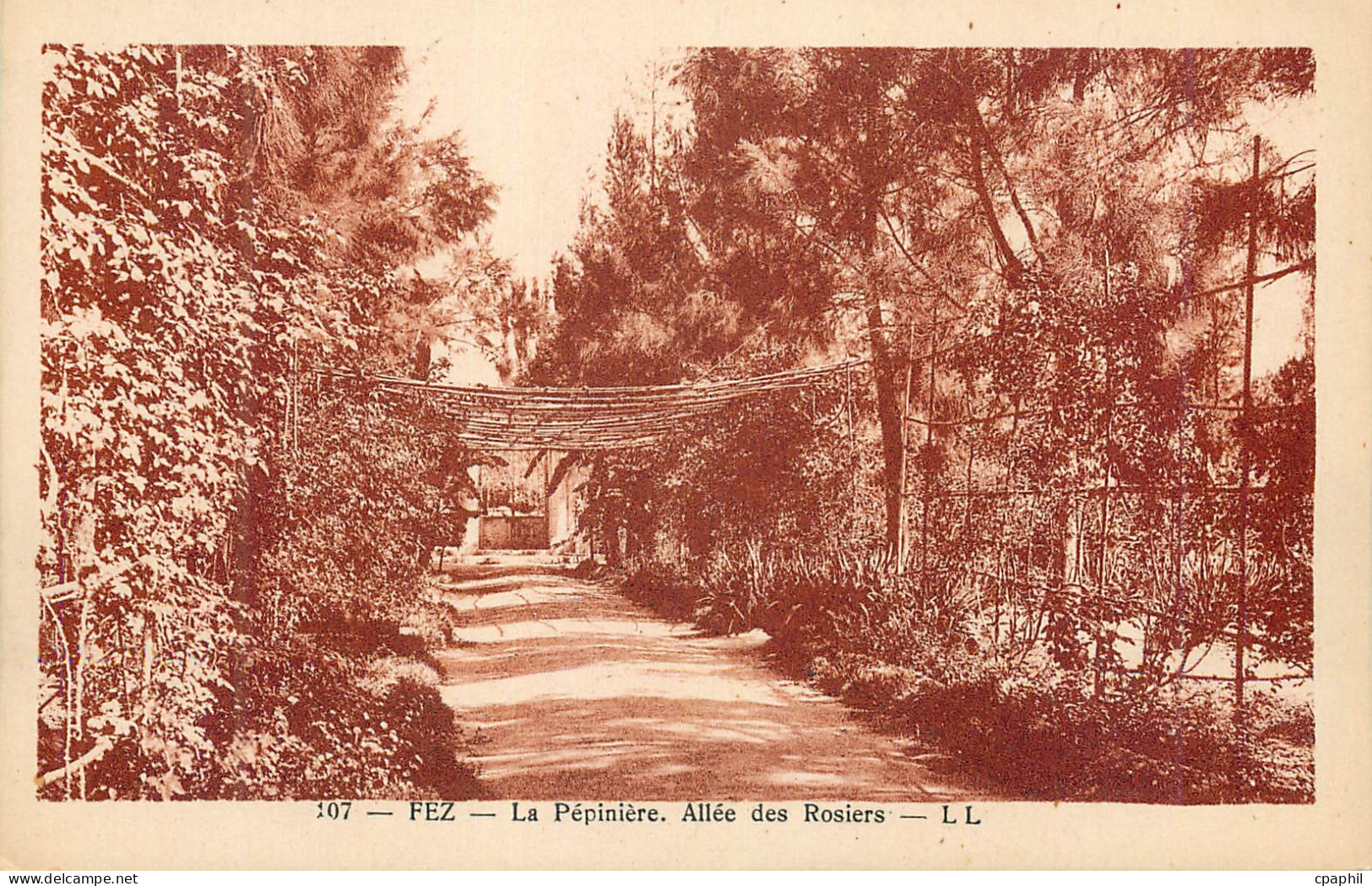 CPA Fez La Pepiniere Allee des Rosiers