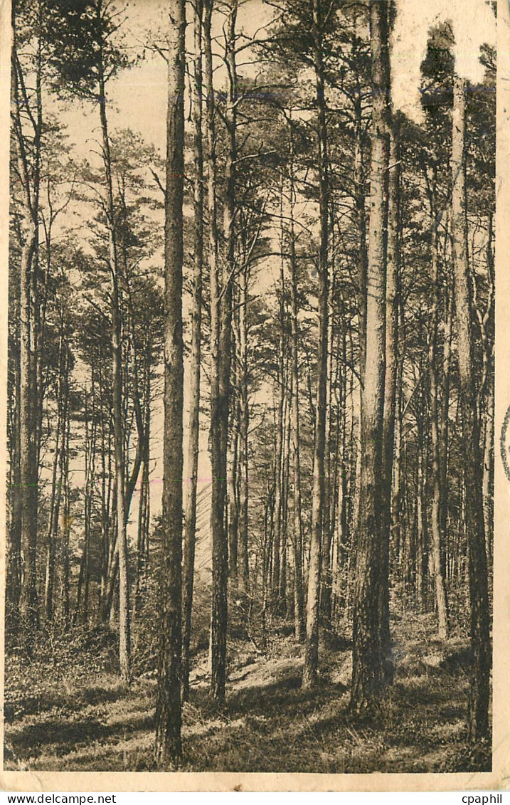 CPA FORÊT d'ANDAINE