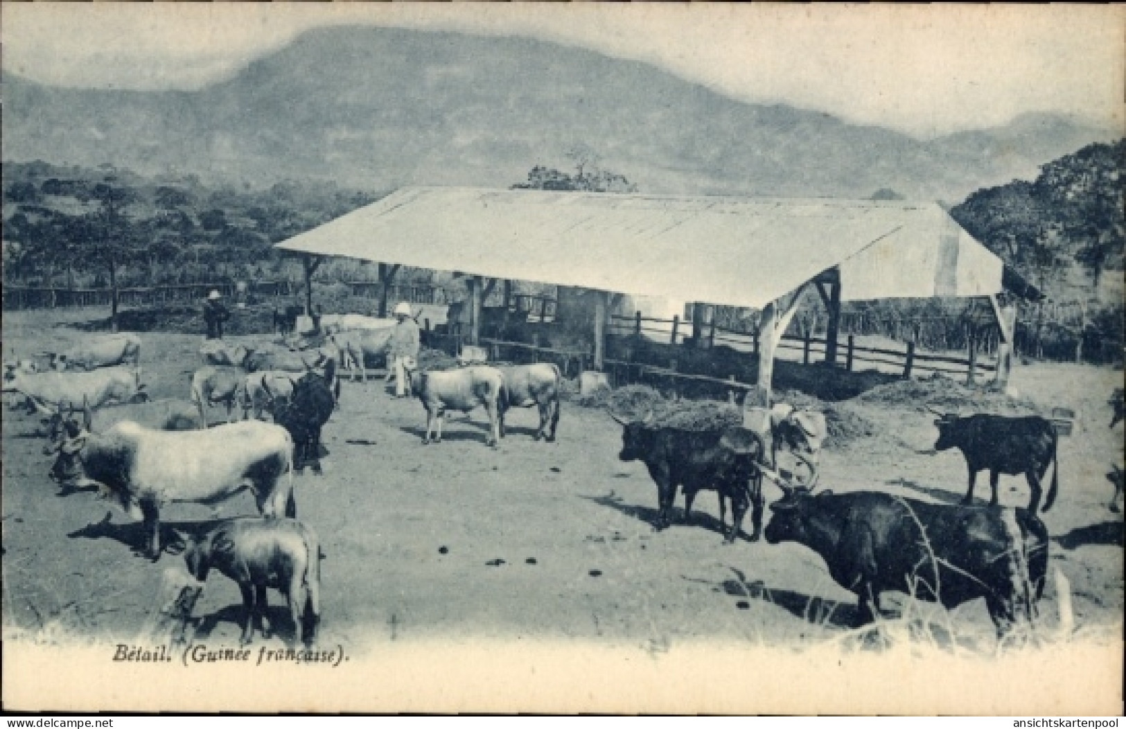 CPA Französisch Guinea, Rinder