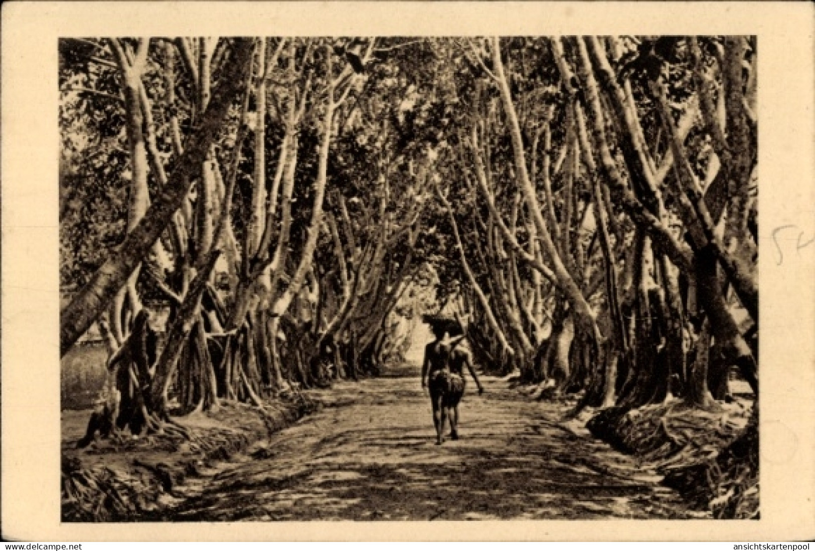 CPA Französisch-Kongo, Allee de Ficus