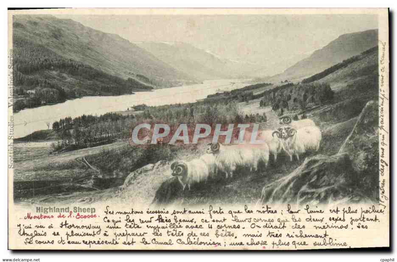 CPA Highland Sheep Moutons Ecosse