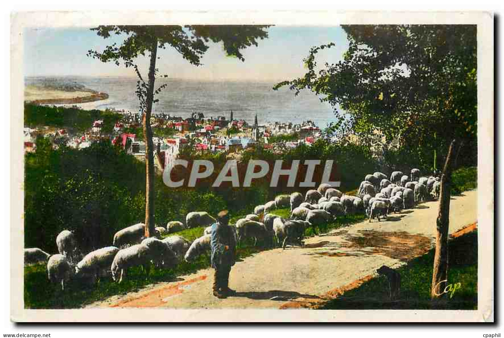 CPA Houlgate La route de Villers et vue sur Houlgate Berger Moutons