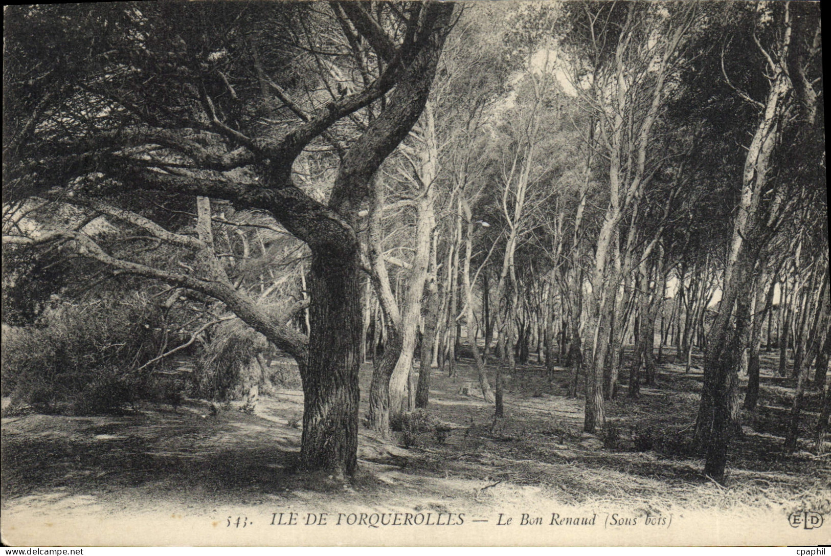 CPA Ile de Porquerolles le Bon Renaud Sous bois