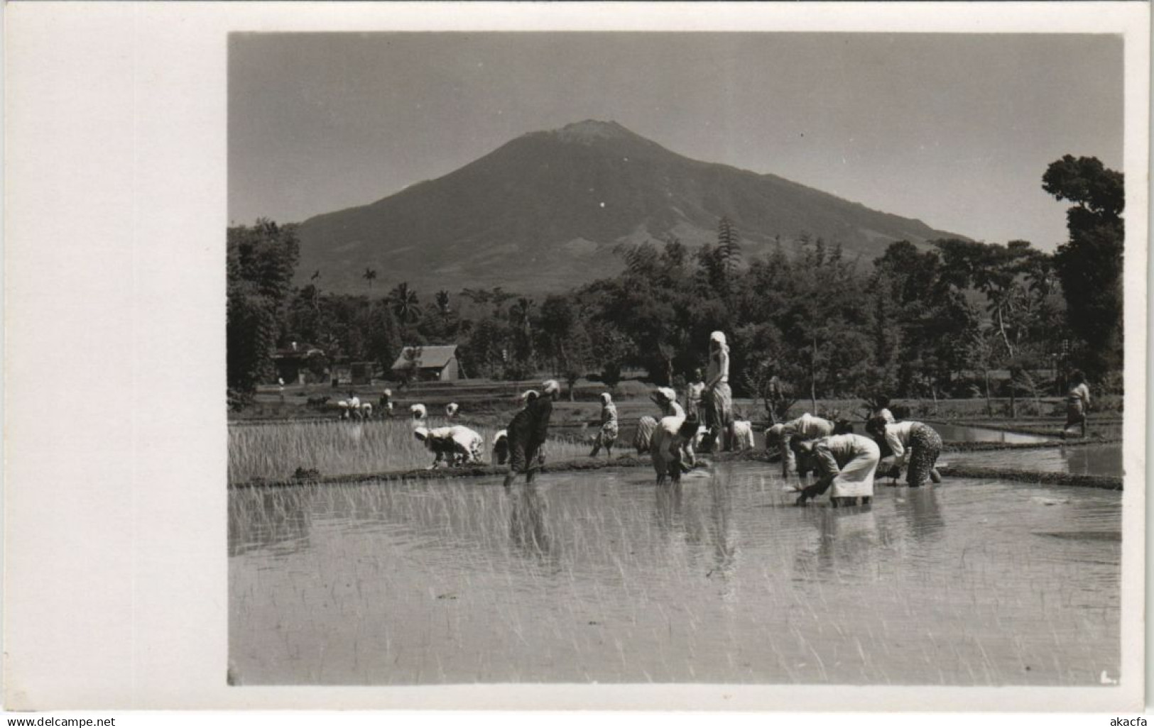 CPA INDONESIA Indonesia (341907)