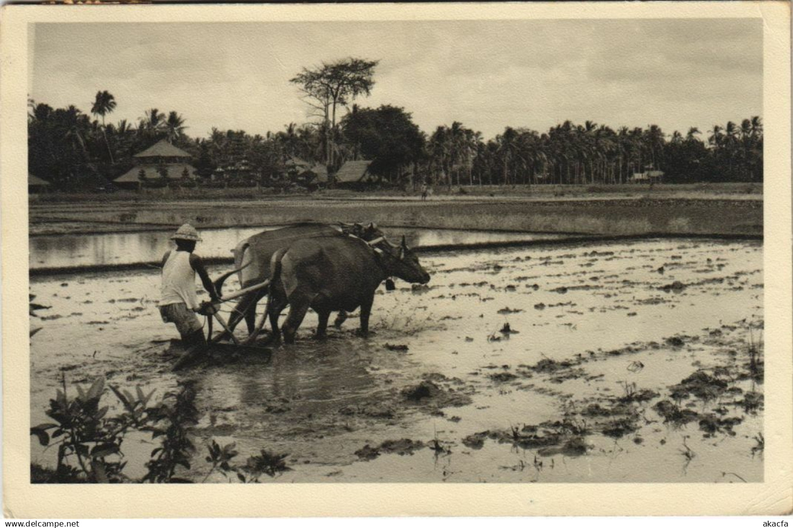 CPA INDONESIA Indonesia (342051)