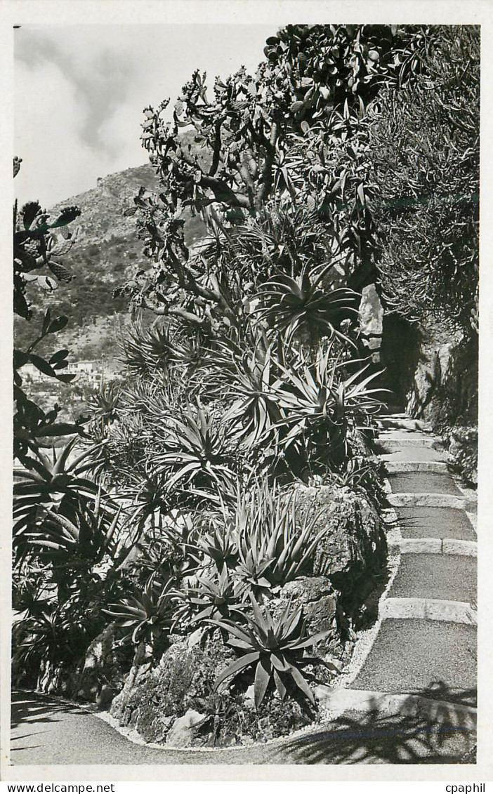 CPA Jardin Exotique de Monaco Aloes divers Opuntia Tomentosa