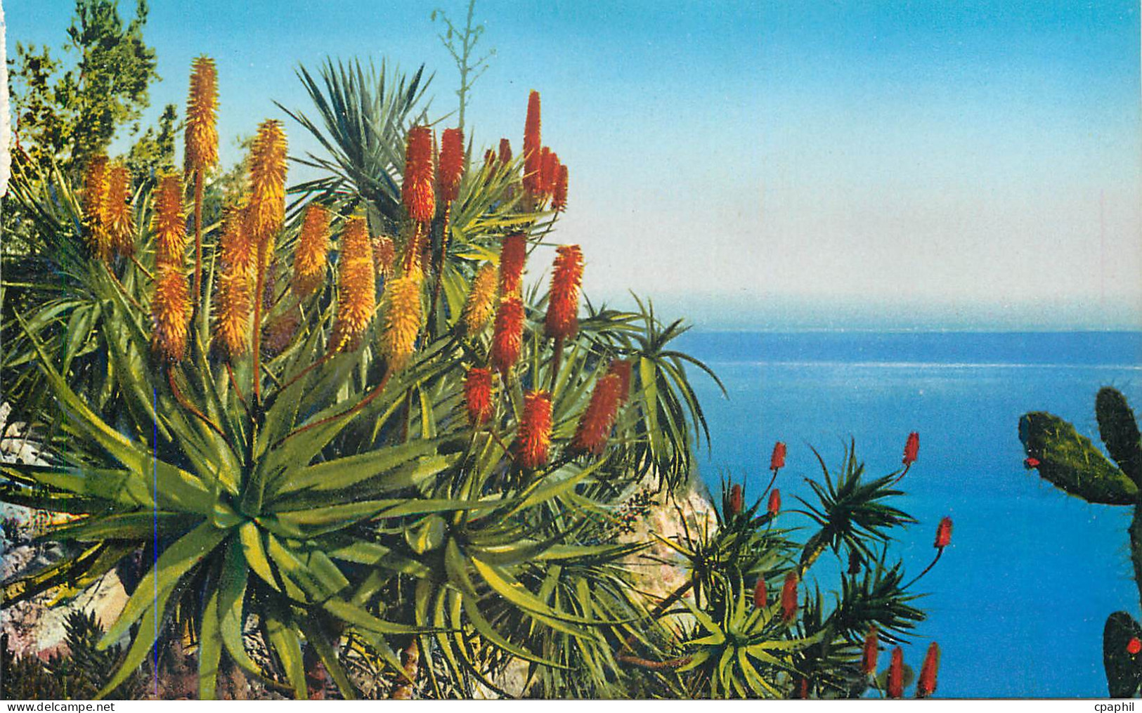 CPA Jardin exotique de Monaco Aloes Hybride Salm Dyckiana et aloes divers Opuntia Schumannii