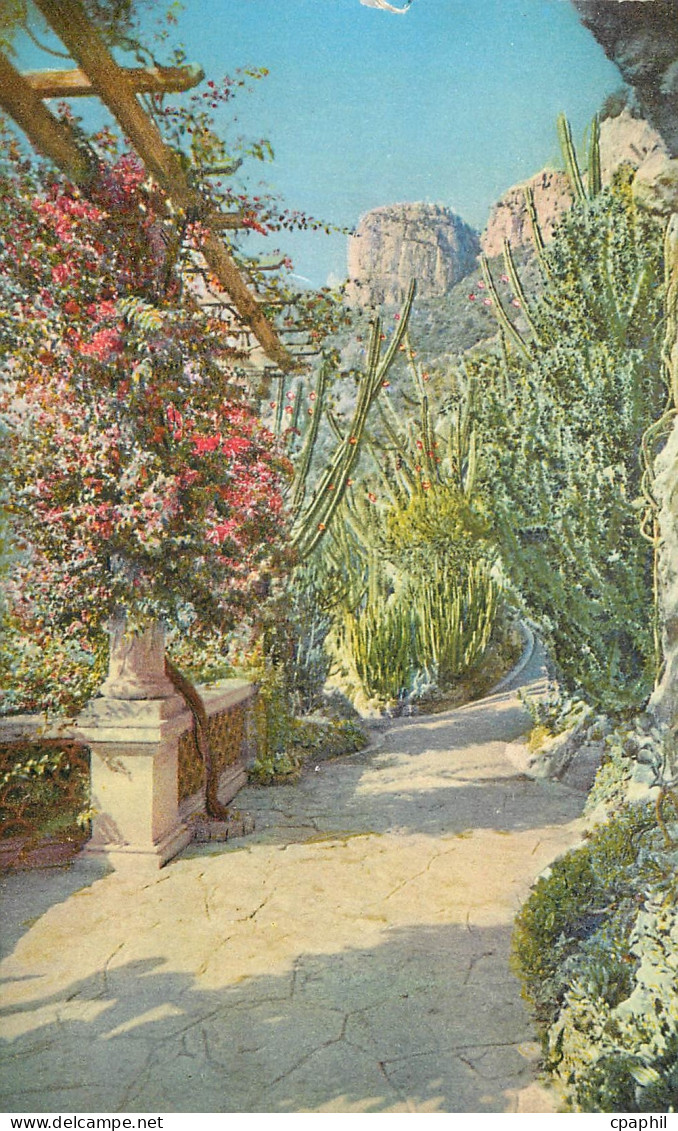 CPA Jardin exotique de Monaco Bougainvillea spectabilis Euphorbes et cereus divers Euphorbia grandicornis