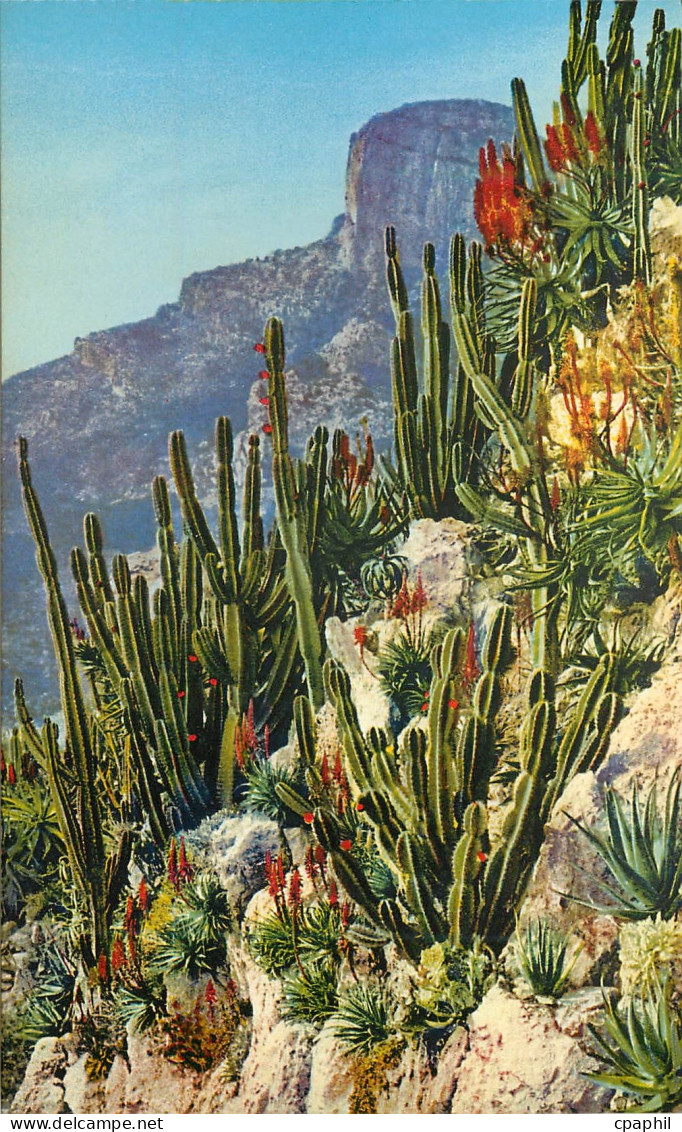CPA Jardin exotique de Monaco Cereus et Aloes divers