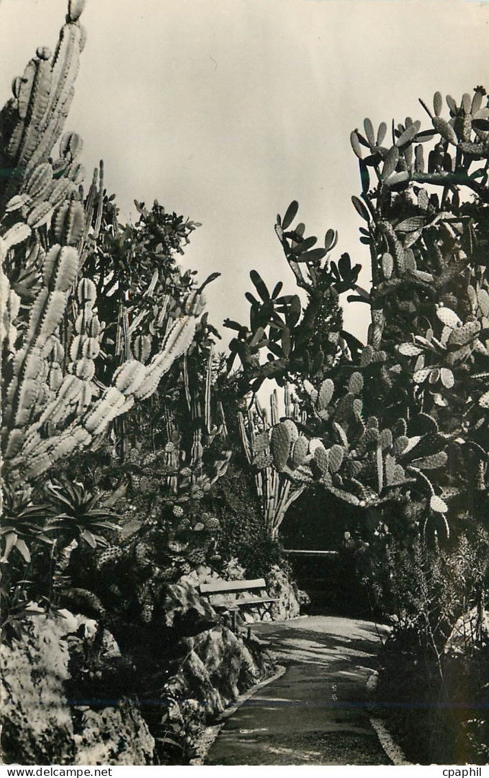 CPA Jardin Exotique de Monaco Cereus paraguemis Opuntia sulfurea