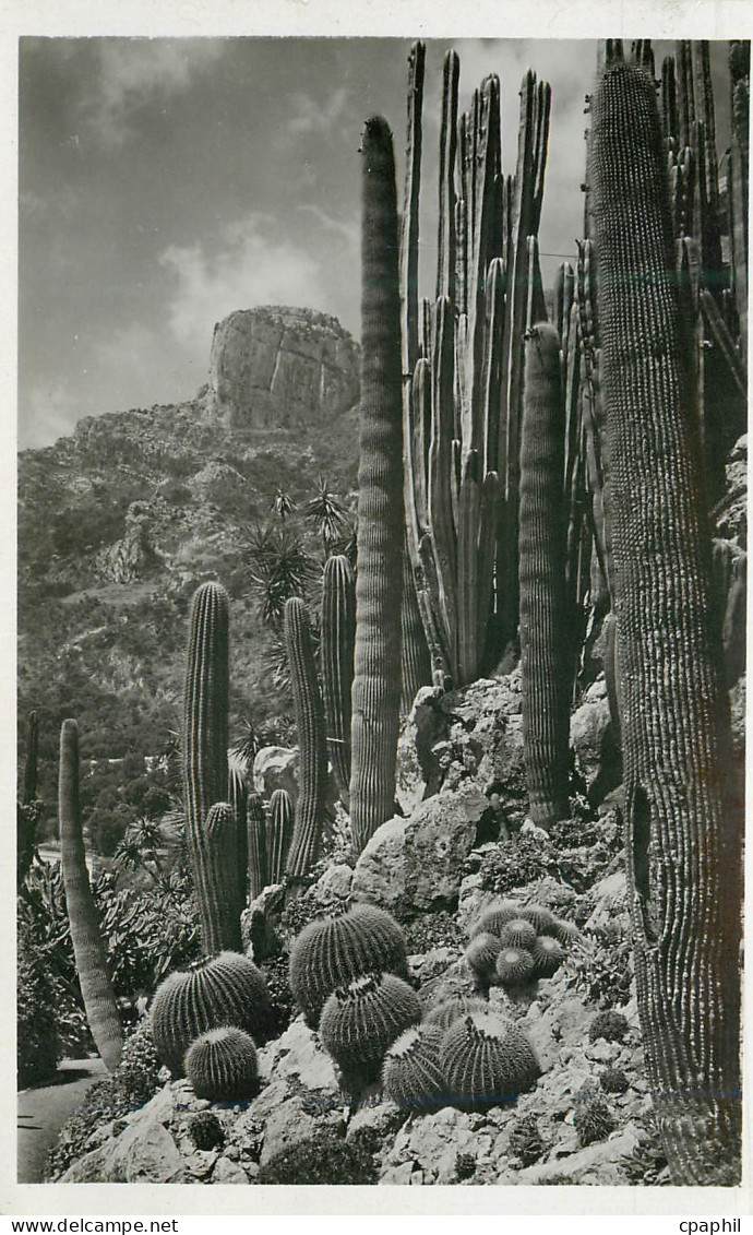 CPA Jardin Exotique de Monaco Echinocactus grusonii Pilocereus polylophus Cereus divers