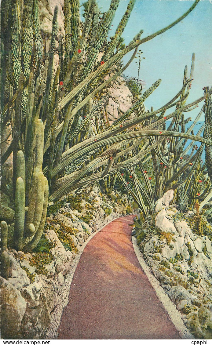 CPA JARDIN EXOTIQUE de MONACO Pilocereus Lanatus et Comotes Cereus Pitahayia Monstruosa