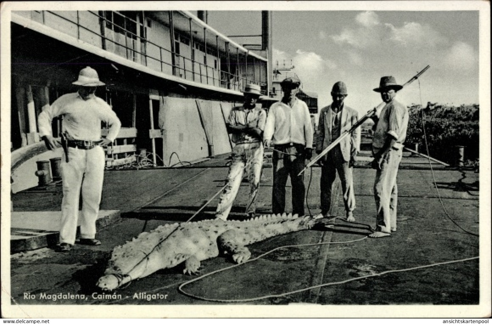 CPA Kolumbien, Rio Magdalena, Alligator