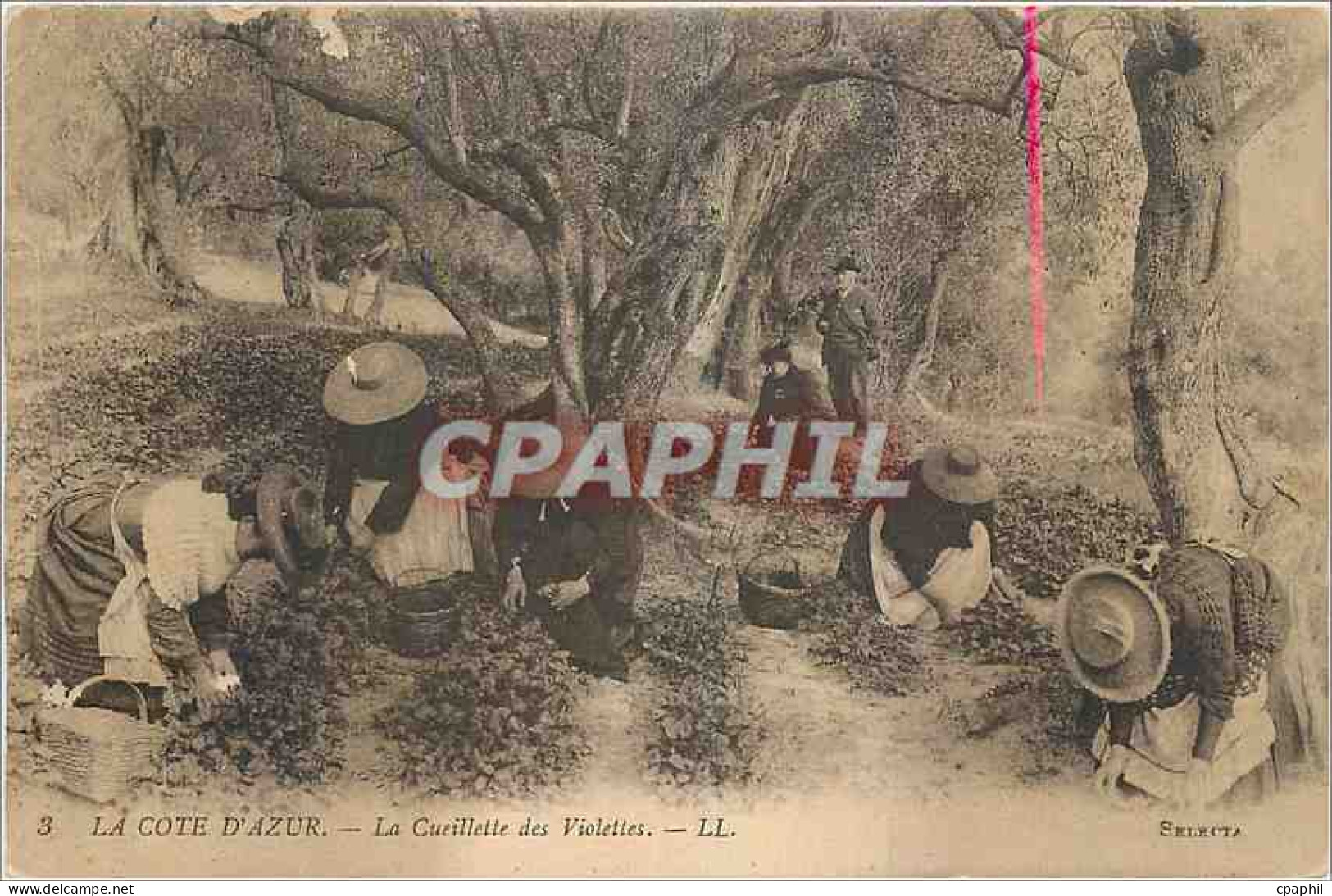 CPA La Cote d'Azur La Cueillette des Violettes