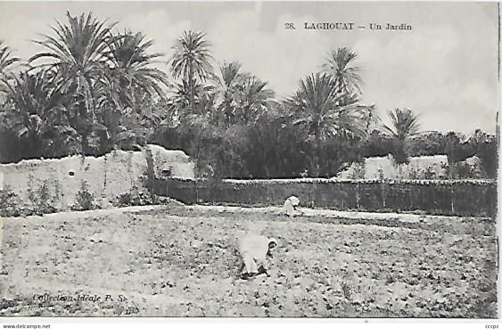 CPA Laghouat Un jardin