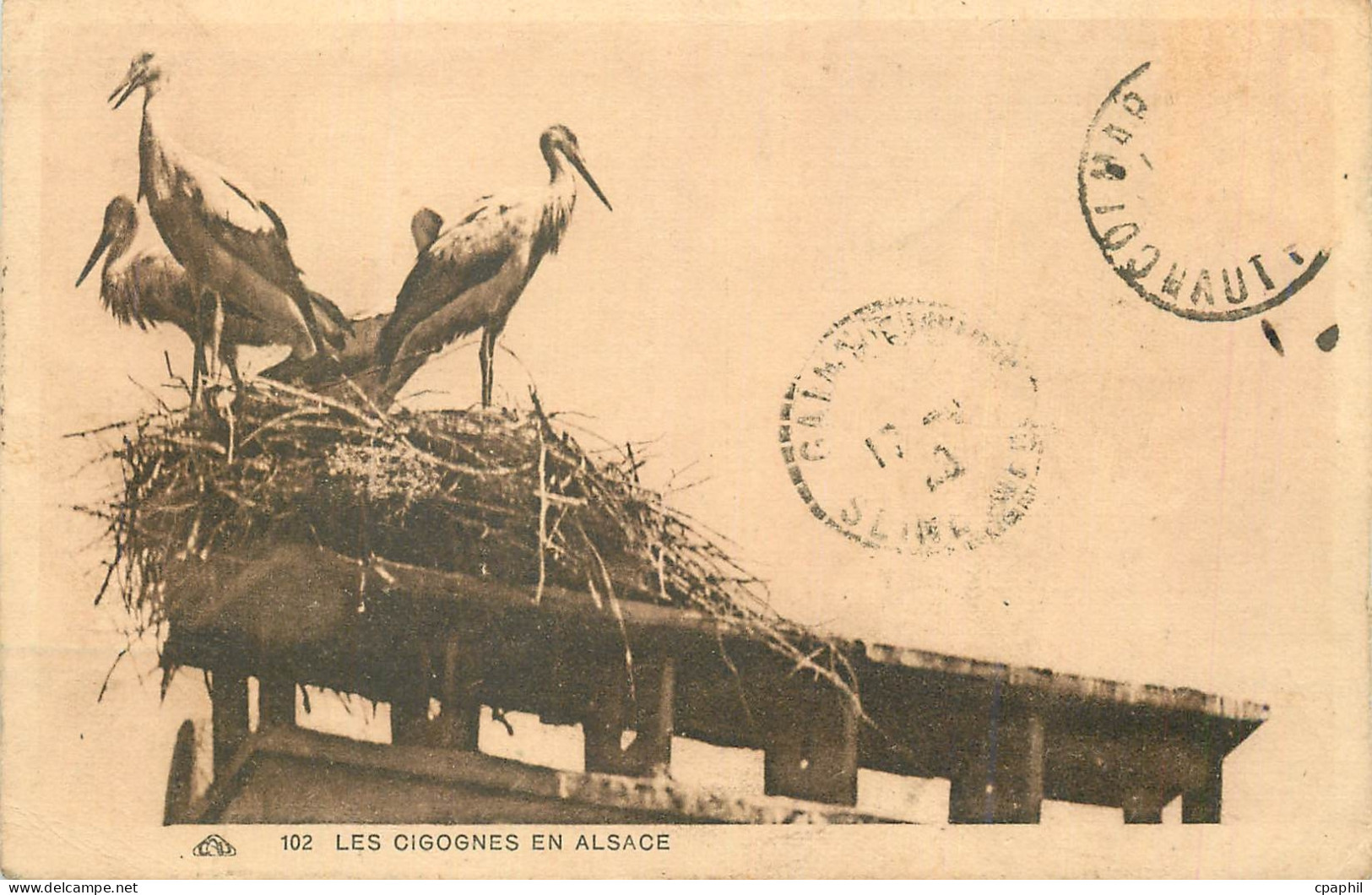 CPA Les Cigognes en Alsace