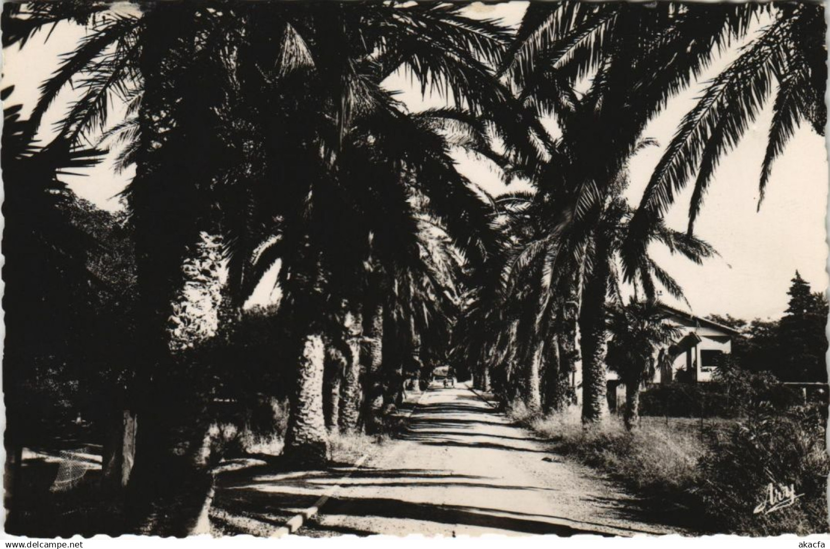 CPA LES LECQUES Avenue des Palmiers (1110342)