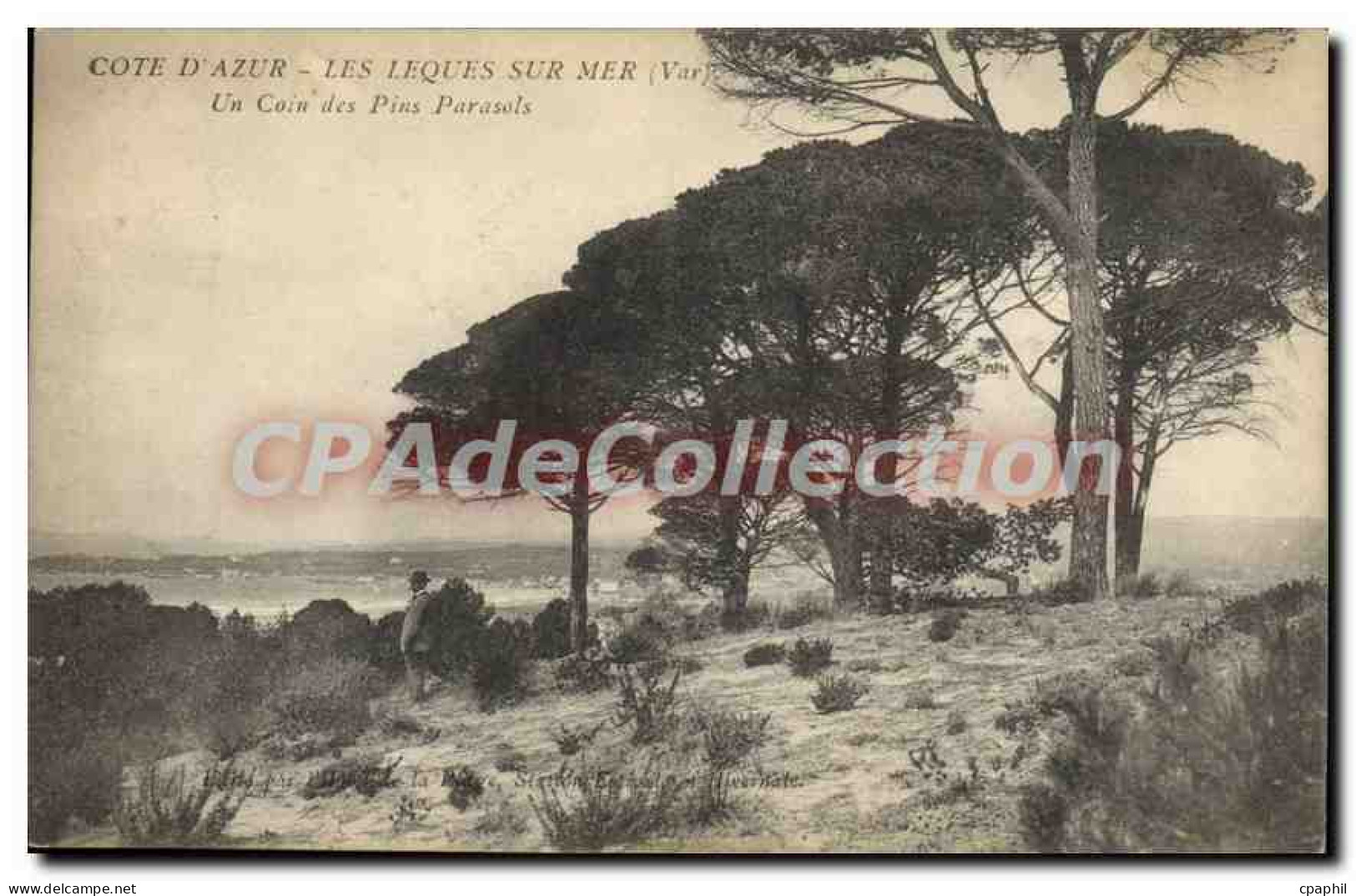 CPA Les Lecques sur mer Un coin des pins parasols