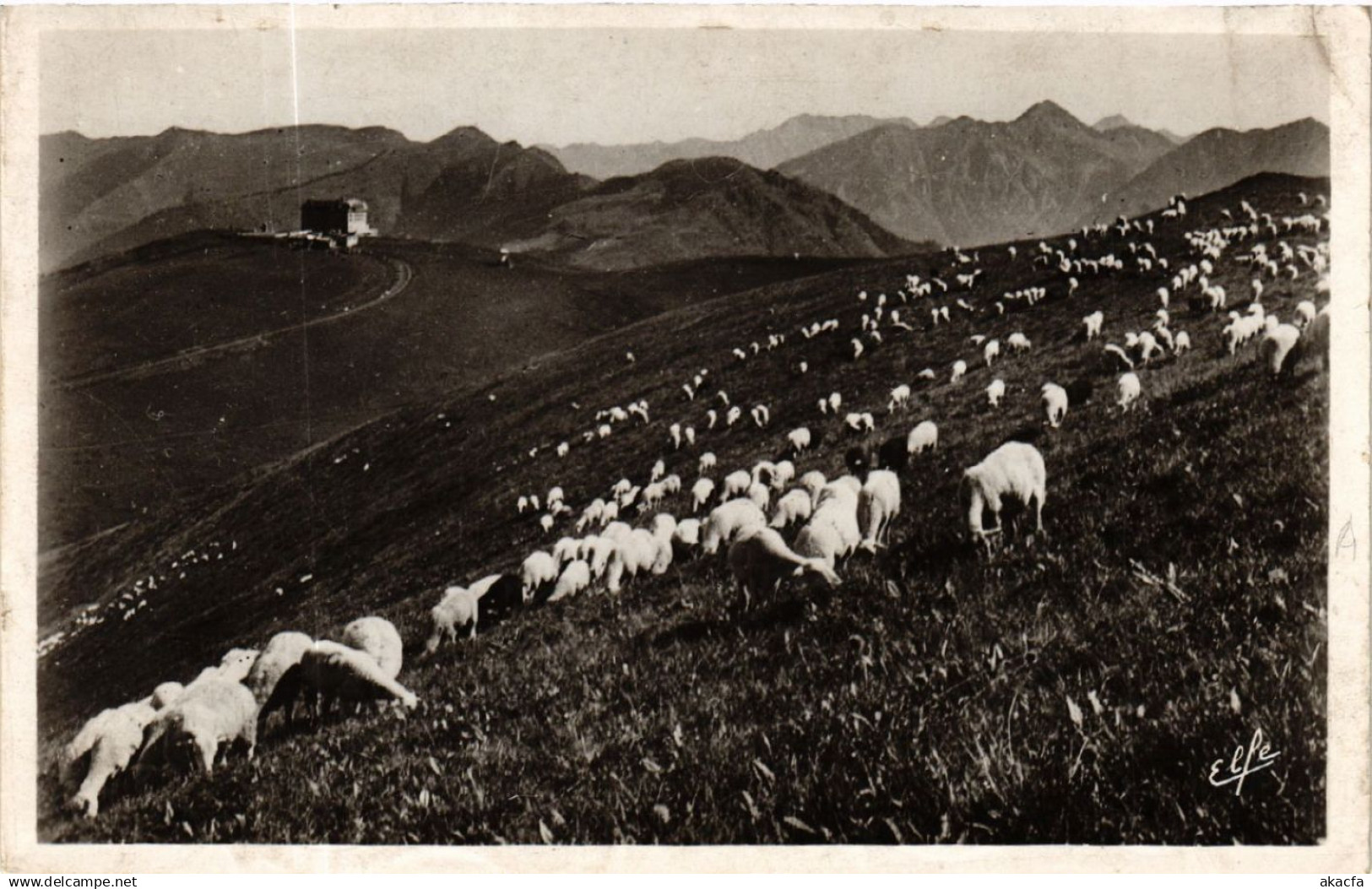 CPA LUCHON-SUPERBAGNERES Moutons au Paturage sur (582970)