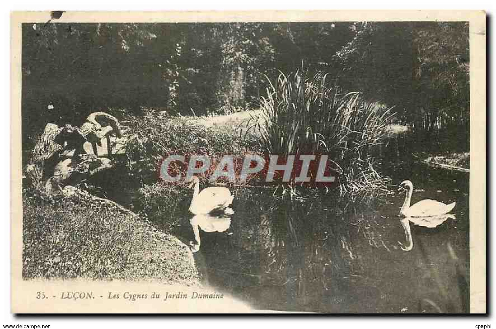 CPA Lucon Les Cygnes du Jardin Dumaine
