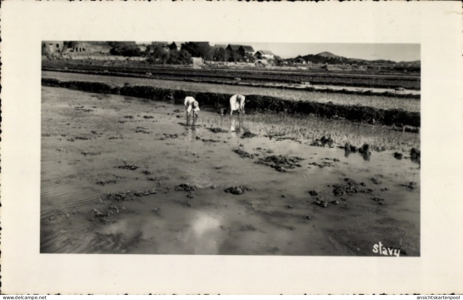 CPA Madagaskar Madagascar, Reisanbau, Arbeiter