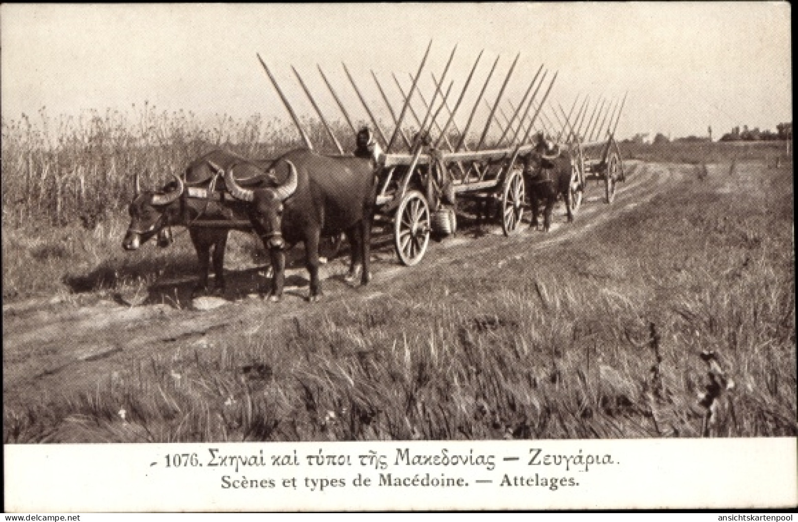 CPA Mazedonien, Szenen und Typen, Rinderkarren, Landwirtschaft