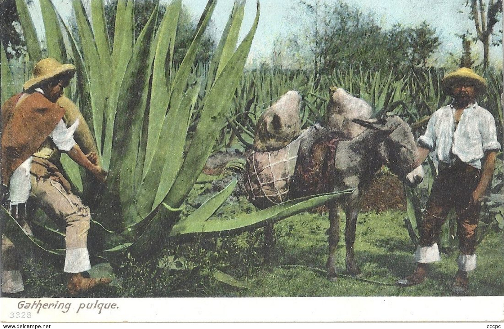 CPA Mexique Gathering Pulque