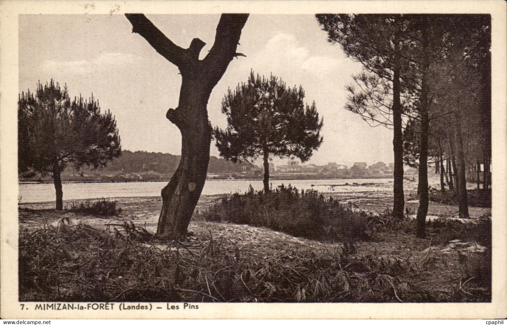 CPA Mimizan la Foret Les Pins