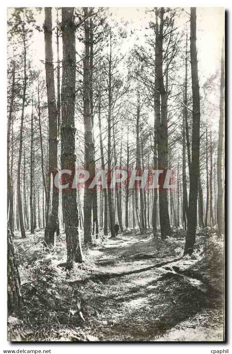 CPA Mimizan plage Landes la foret de pins