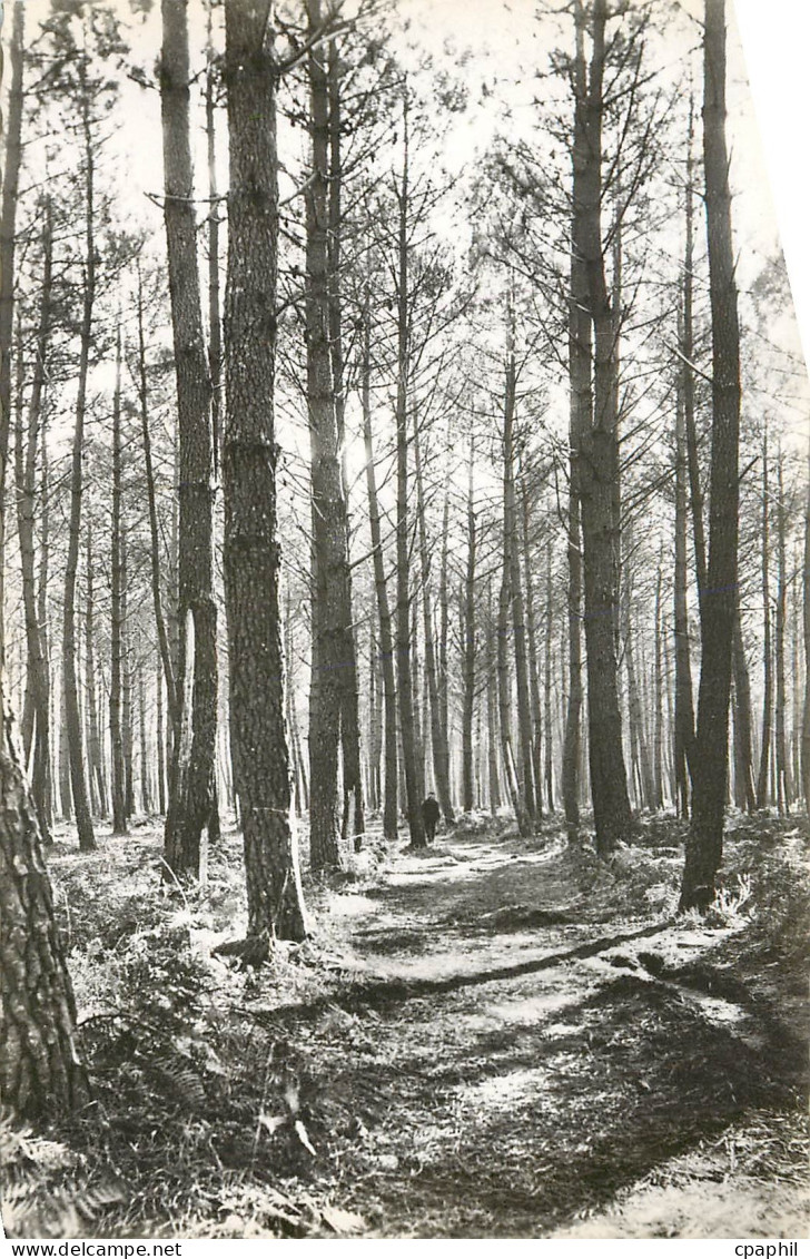 CPA Mimizan plage Landes la foret de pins