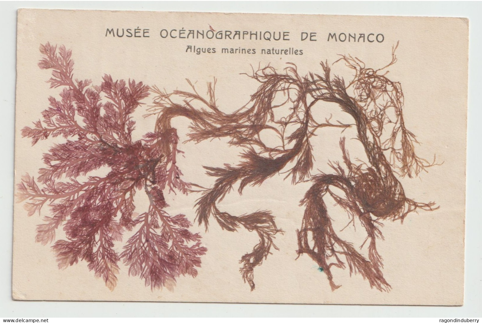 CPA - MONACO - MUSEE OCEANOGRAPHIQUE DE MONACO - Algues Marines Naturelles -