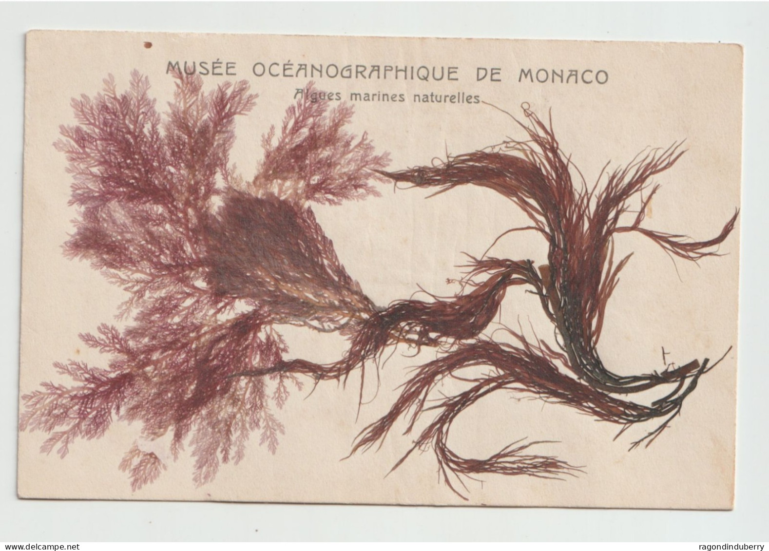 CPA - MONACO - MUSEE OCEANOGRAPHIQUE DE MONACO - Algues Marines Naturelles -
