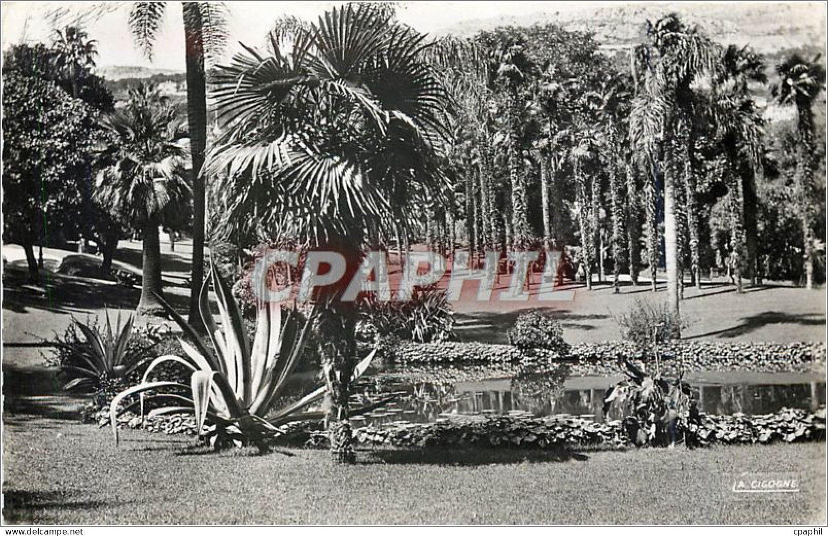 CPA MONTE-CARLO.Les Jardins du Casino. Vision d'Afrique