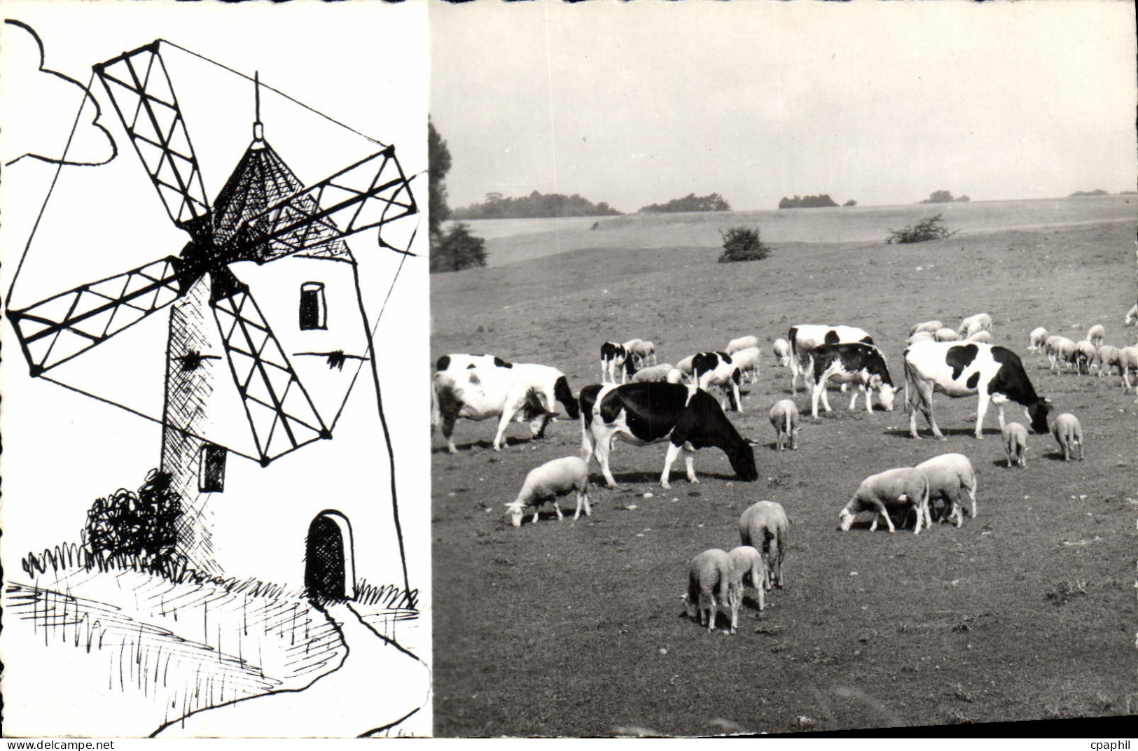 CPA Montfermeil Les Moutons Et Le Moulin