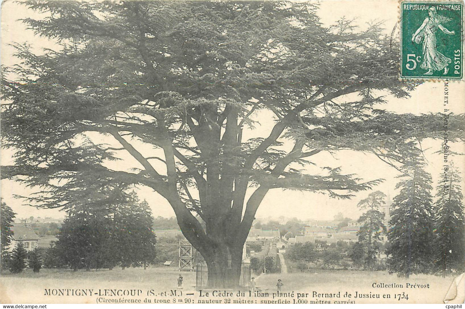 CPA Montigny lencoup S et M Le cedre du Liban plante par Renrd de Jussieu en 1734