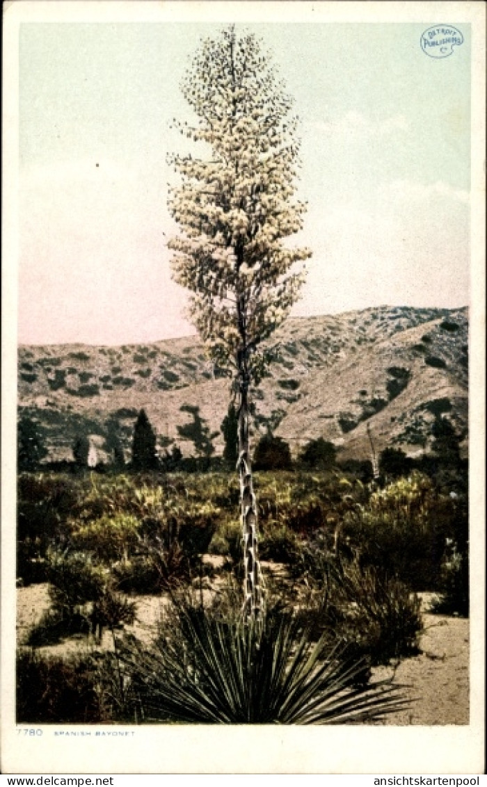 CPA New Mexico USA, spanisches Bajonett