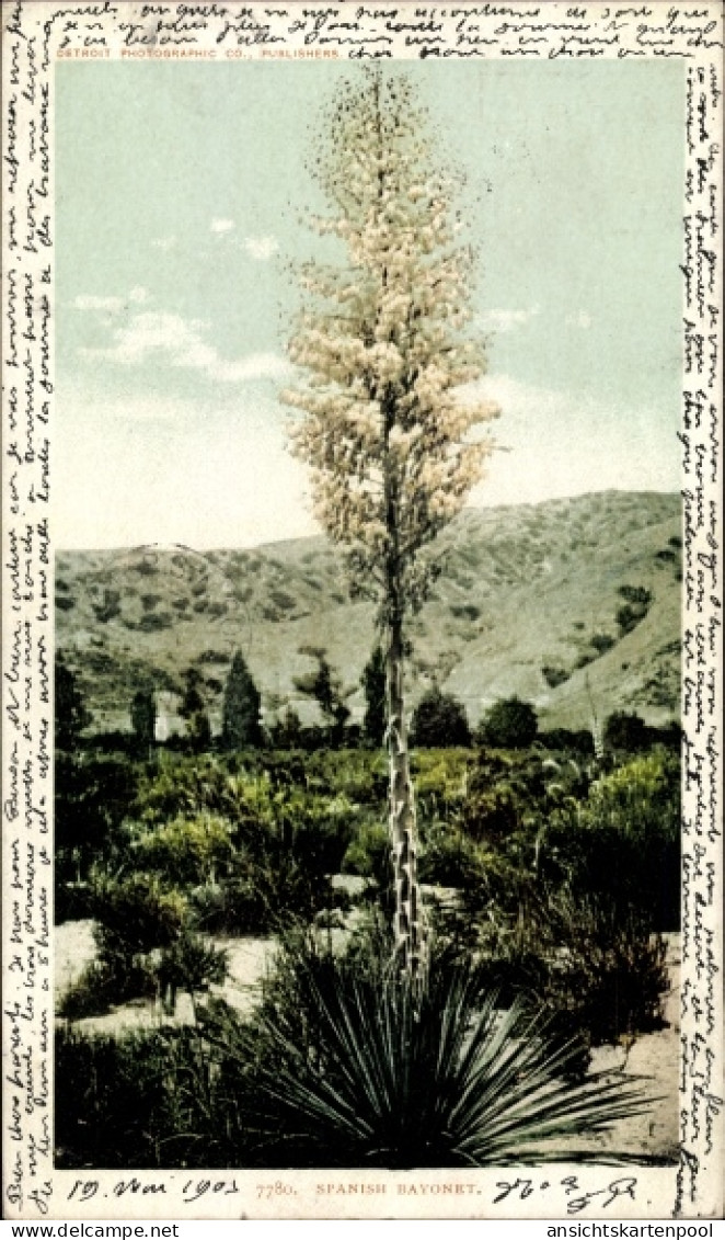 CPA New Mexico USA, spanisches Bajonett