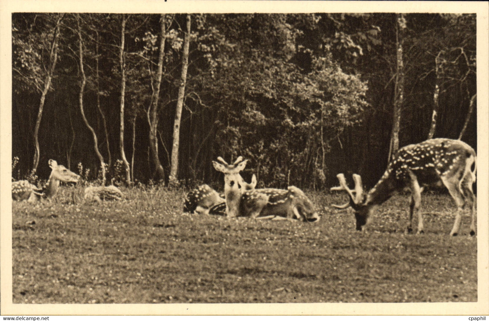 CPA Parc Zoolofique De Cleres Cerfs Pseudaxis Zoo