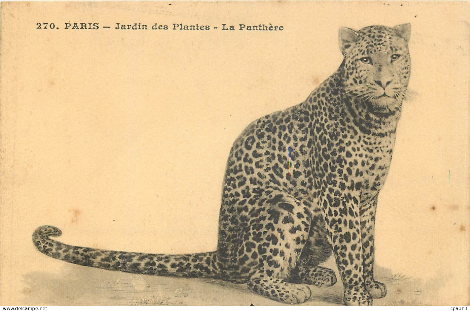 CPA PARIS-Jardin des Plantes -La panthere