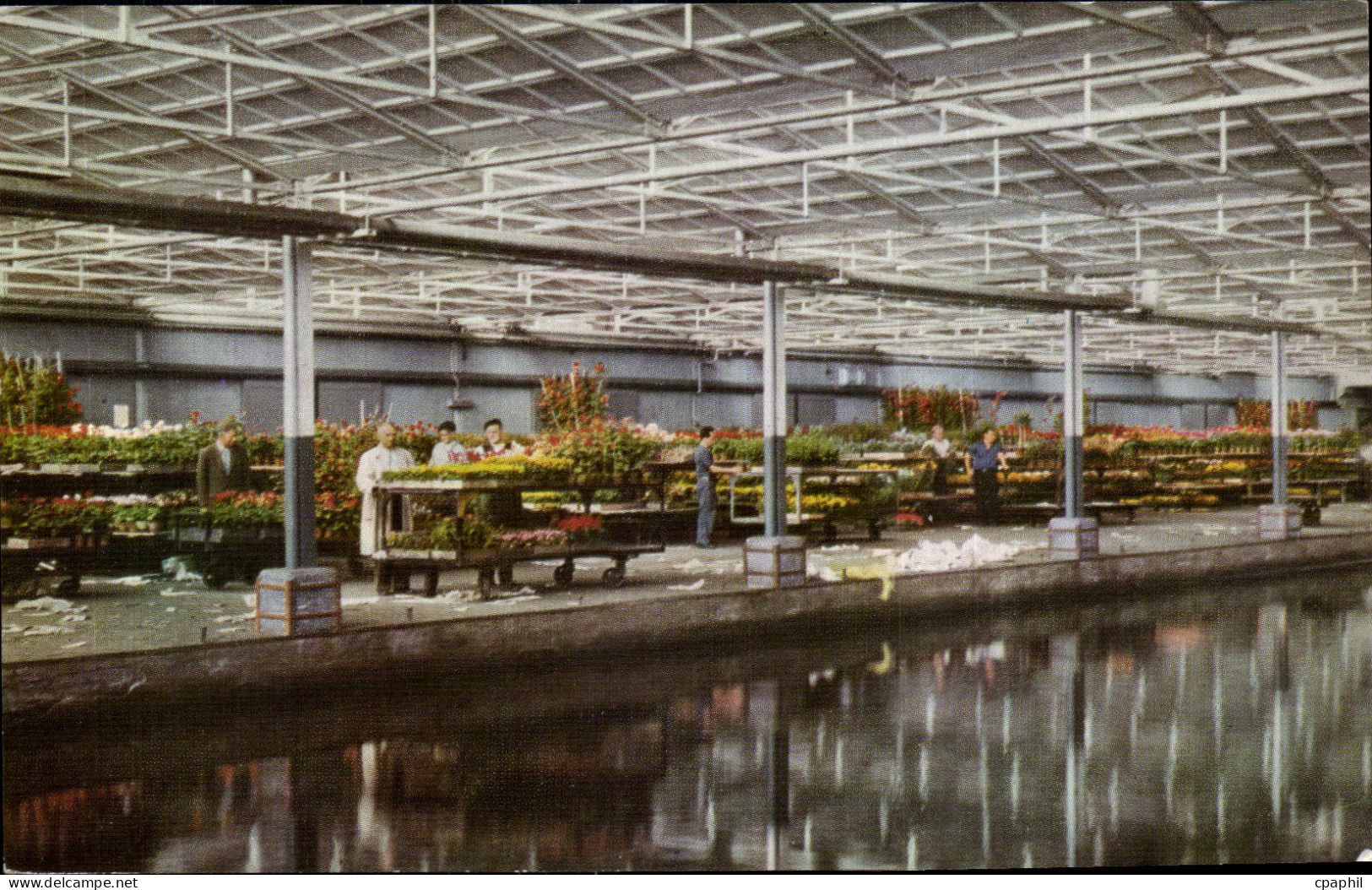 CPA Pays Bas Centrale Aalmeerche Veiling Aalsmeer