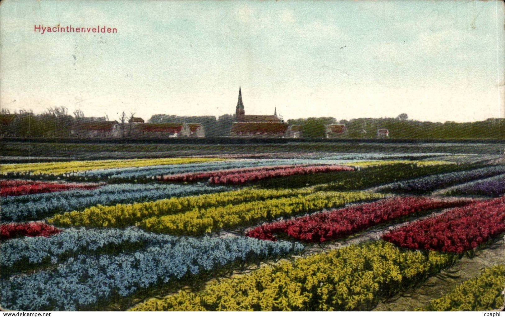 CPA Pays Bas Netherlans Hyacinthenvelden