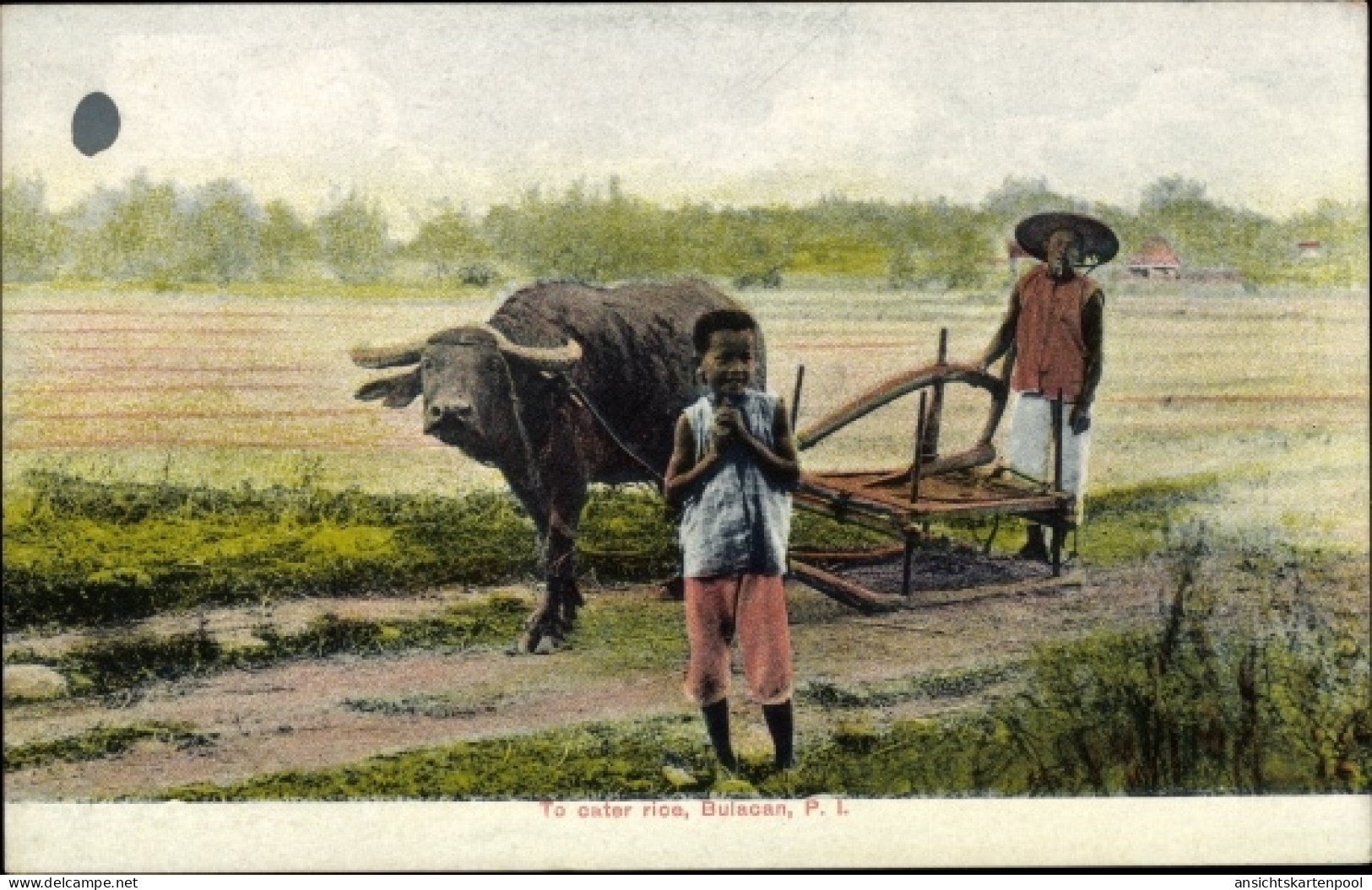 CPA Philippinen, To cater rice, Einheimische, Reisfeld, Landwirtschaft